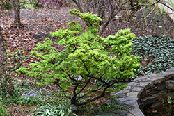 Mikawa Yatsubusa Japanese Maple (Acer palmatum 'Mikawa Yatsubusa') at Lurvey Garden Center