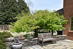 Nishiki Gawa Japanese Maple (Acer palmatum 'Nishiki Gawa') at Lurvey Garden Center