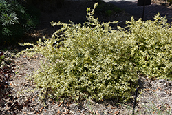 Lemon Zest Abelia (Abelia x grandiflora 'Hopleys') at Lurvey Garden Center