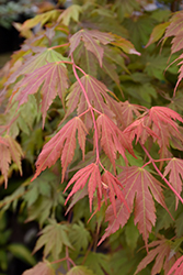 North Wind Japanese Maple (Acer 'IsINW') at Lurvey Garden Center