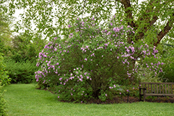 Persian Lilac (Syringa x persica) at Lurvey Garden Center