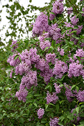 Persian Lilac (Syringa x persica) at Lurvey Garden Center