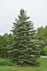 Rochester White Fir (Abies concolor 'Rochester') at Lurvey Garden Center