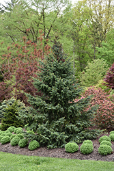 Bruns Spruce (Picea omorika 'Bruns') at Lurvey Garden Center