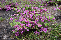Herbert Azalea (Rhododendron 'Herbert') at Lurvey Garden Center