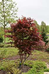 Emperor I Japanese Maple (Acer palmatum 'Wolff') at Lurvey Garden Center