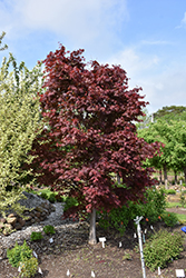 Samurai Sword Japanese Maple (Acer palmatum 'Samarzam') at Lurvey Garden Center