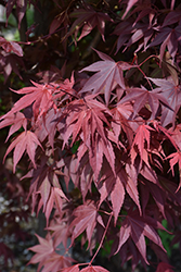Samurai Sword Japanese Maple (Acer palmatum 'Samarzam') at Lurvey Garden Center