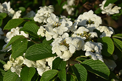 Watanabei Doublefile Viburnum (Viburnum plicatum 'Watanabei') at Lurvey Garden Center