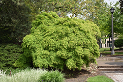 Cutleaf Japanese Maple (Acer palmatum 'Dissectum Viridis') at Lurvey Garden Center