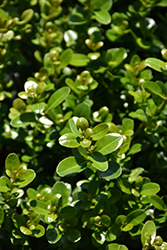 Sprinter Boxwood (Buxus microphylla 'Bulthouse') at Lurvey Garden Center