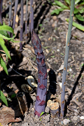 Sweet Purple Asparagus (Asparagus 'Sweet Purple') at Lurvey Garden Center