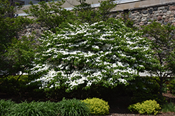 Doublefile Viburnum (Viburnum plicatum 'var. tomentosum') at Lurvey Garden Center
