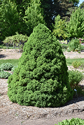 Dwarf Alberta Spruce (Picea glauca 'Conica') at Lurvey Garden Center