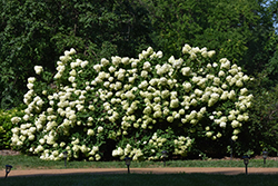Limelight Hydrangea (Hydrangea paniculata 'Limelight') at Lurvey Garden Center