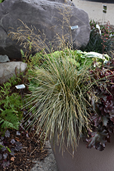 Northern Lights Tufted Hair Grass (Deschampsia cespitosa 'Northern Lights') at Lurvey Garden Center