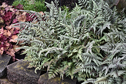 Japanese Painted Fern (Athyrium nipponicum 'Pictum') at Lurvey Garden Center