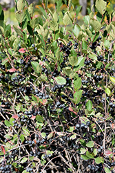 Black Chokeberry (Aronia melanocarpa) at Lurvey Garden Center