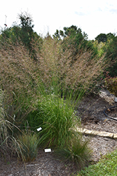 Skyracer Moor Grass (Molinia caerulea 'Skyracer') at Lurvey Garden Center