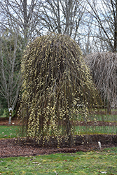 Weeping Pussy Willow (Salix caprea 'Pendula') at Lurvey Garden Center