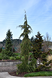 Weeping Nootka Cypress (Chamaecyparis nootkatensis 'Pendula') at Lurvey Garden Center