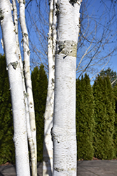 Whitebark Himalayan Birch (clump) (Betula utilis 'var. jacquemontii (clump)') at Lurvey Garden Center