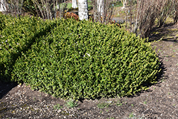 Winter Gem Boxwood (Buxus microphylla 'Winter Gem') at Lurvey Garden Center