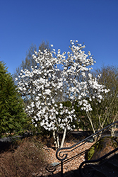 Royal Star Magnolia (Magnolia stellata 'Royal Star') at Lurvey Garden Center