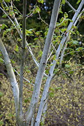Joe Witt Snakebark Maple (Acer tegmentosum 'Joe Witt') at Lurvey Garden Center