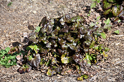 Beesia (Beesia deltophylla) at Lurvey Garden Center