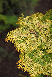 Golden Hinoki Falsecypress (Chamaecyparis obtusa 'Aurea') at Lurvey Garden Center