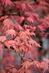 Chishio Japanese Maple (Acer palmatum 'Chishio') at Lurvey Garden Center