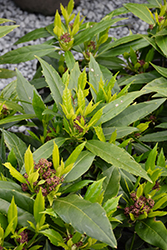 Sawtoothed Japanese Aucuba (Aucuba japonica 'Serratifolia') at Lurvey Garden Center