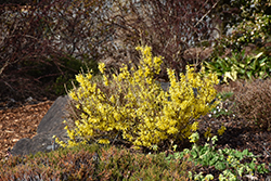 Bronx Forsythia (Forsythia viridissima 'Bronxensis') at Lurvey Garden Center