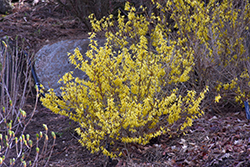 Kumson Forsythia (Forsythia viridissima 'Kumson') at Lurvey Garden Center