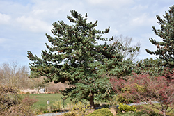 Blue Japanese Pine (Pinus parviflora 'Glauca') at Lurvey Garden Center