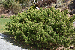 Compact Mugo Pine (Pinus mugo 'var. mughus') at Lurvey Garden Center