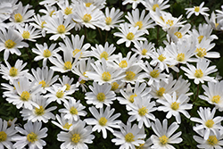 White Splendor Windflower (Anemone blanda 'White Splendor') at Lurvey Garden Center