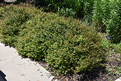 Rose Creek Abelia (Abelia x grandiflora 'Rose Creek') at Lurvey Garden Center
