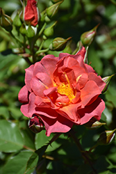 Cinco de Mayo Rose (Rosa 'Cinco de Mayo') at Lurvey Garden Center