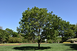 Trident Maple (Acer buergerianum) at Lurvey Garden Center