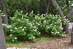 Oakleaf Hydrangea (Hydrangea quercifolia) at Lurvey Garden Center