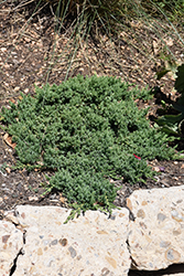 Green Mound Dwarf Japanese Juniper (Juniperus procumbens 'Green Mound') at Lurvey Garden Center