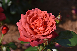 Hot Cocoa Rose (Rosa 'Hot Cocoa') at Lurvey Garden Center