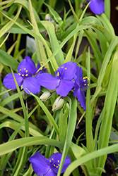 Blue And Gold Spiderwort (Tradescantia x andersoniana 'Blue And Gold') at Lurvey Garden Center