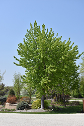 Silver Cloud Silver Maple (Acer saccharinum 'Silver Cloud') at Lurvey Garden Center