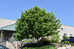 Burgundy Belle Red Maple (Acer rubrum 'Magnificent Magenta') at Lurvey Garden Center