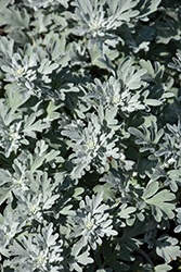 Silver Brocade Artemisia (Artemisia stelleriana 'Silver Brocade') at Lurvey Garden Center