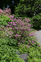 Lilac Lights Azalea (Rhododendron 'Lilac Lights') at Lurvey Garden Center