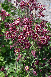 Winky Red And White Columbine (Aquilegia 'Winky Red And White') at Lurvey Garden Center